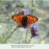 melitaea interrupta georgia atskuri male 1